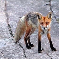 Multi Colored Red Fox